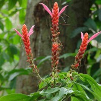 Aphelandra sinclairiana Nees